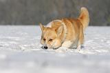 NEIGE - FROID 021